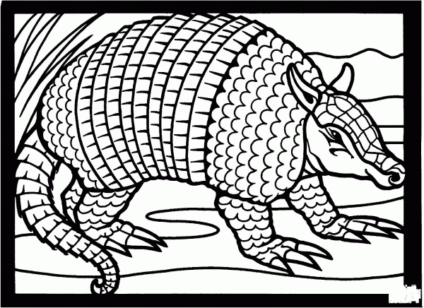 Texas nine banded armadillo coloring page image
