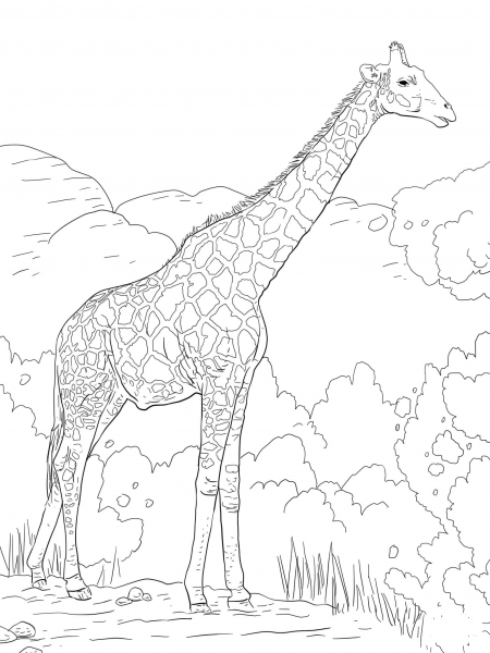 The Angolan Giraffe or the Namibian Giraffe coloring page image