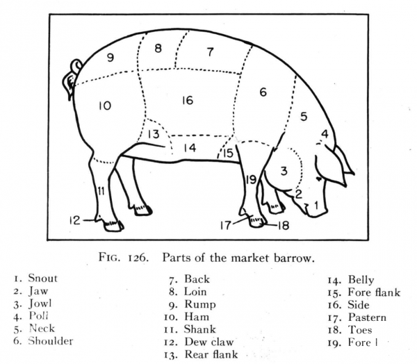 The Body Of Pig coloring page image