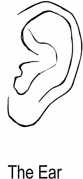 The Ear  coloring page image