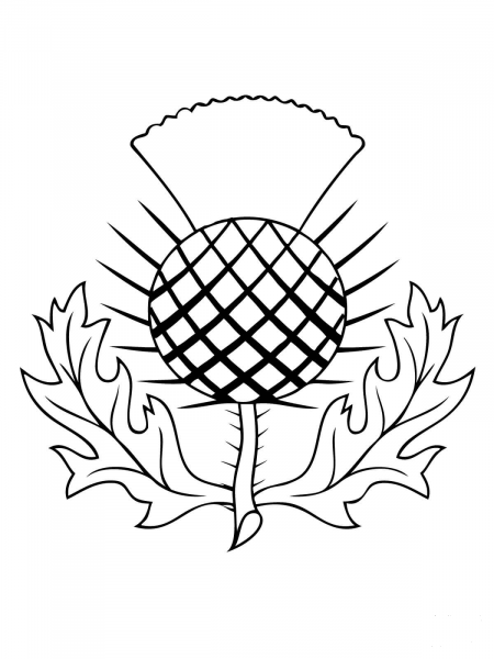 The thistle of Scotland  coloring page image