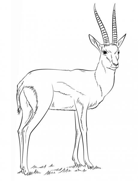 Thomson’s Gazelle coloring page image