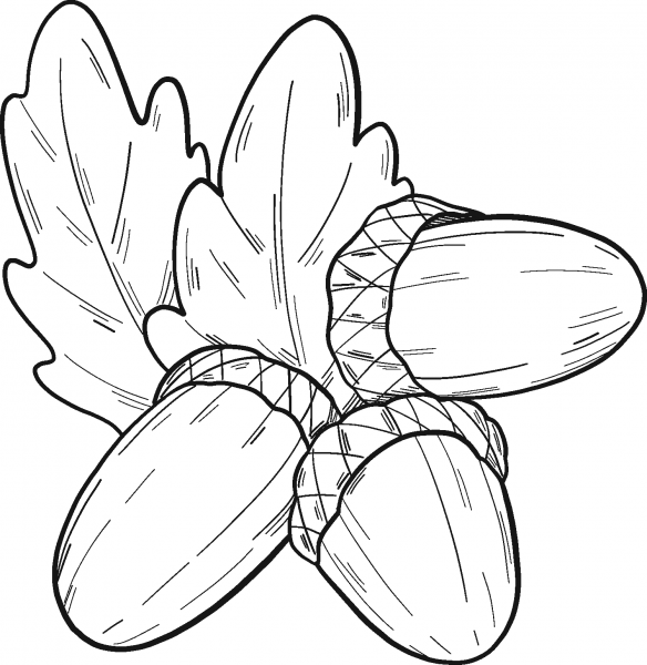 Three Acorns coloring page image