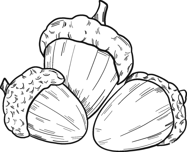 Three Acorns coloring page image