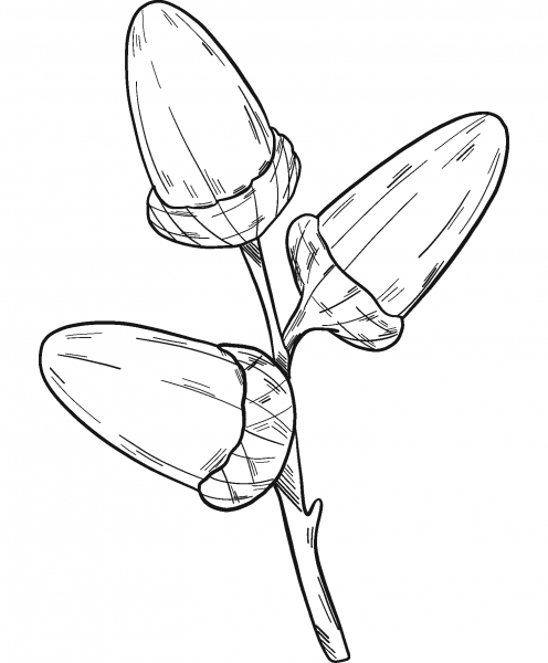 Three Acorns coloring page image