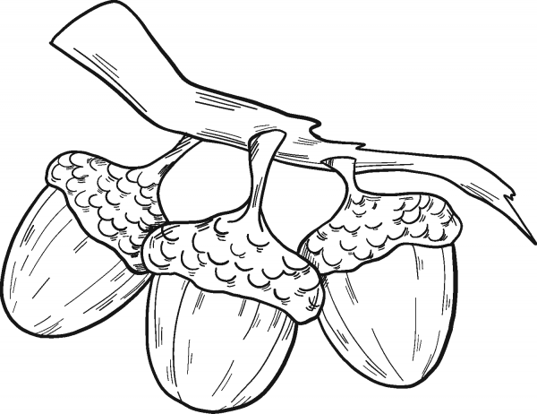 Three Acorns coloring page image