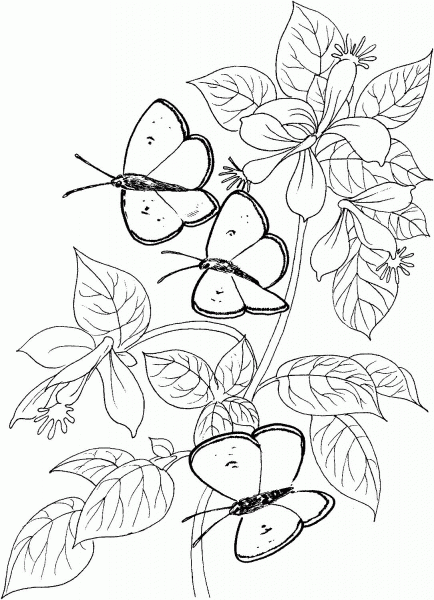 Three Butterflies coloring page image