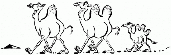 Three Funny Camels coloring page image