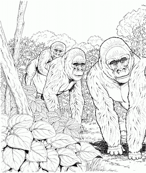 Three Gorillas In Forest coloring page image
