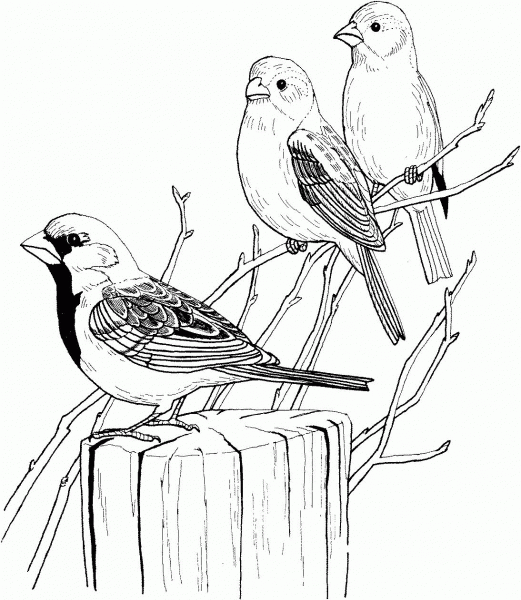 Three House Sparrows coloring page image