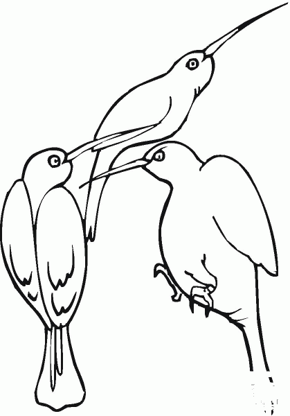 Three Hummingbirds coloring page image