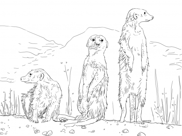 Three Meerkats coloring page image