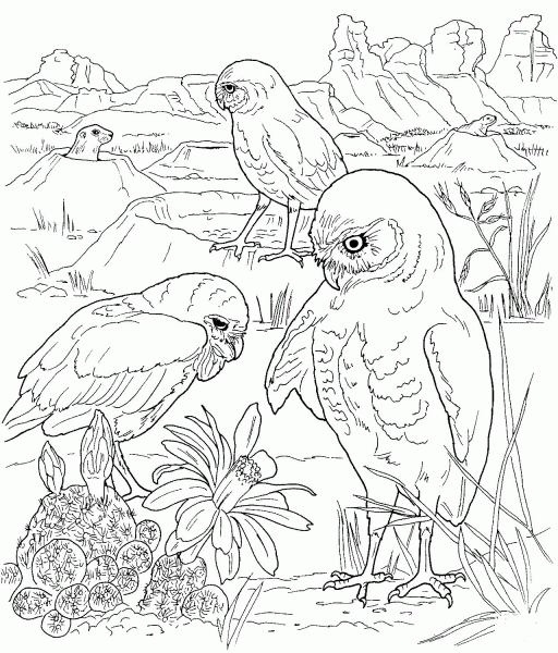 Three Owls coloring page image