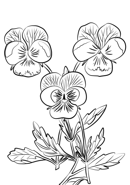 Three Pansies coloring page image