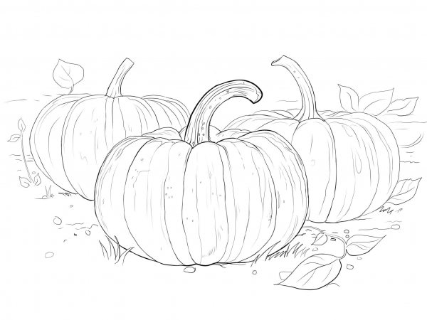 Three Pumpkins coloring page image