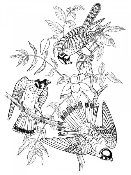 Three Sparrow Hawk on Tree coloring page image
