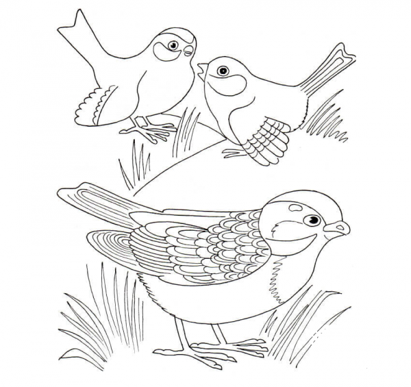 Three Sparrows coloring page image