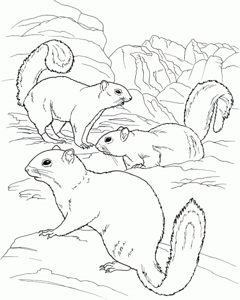Three Squirrels coloring page image