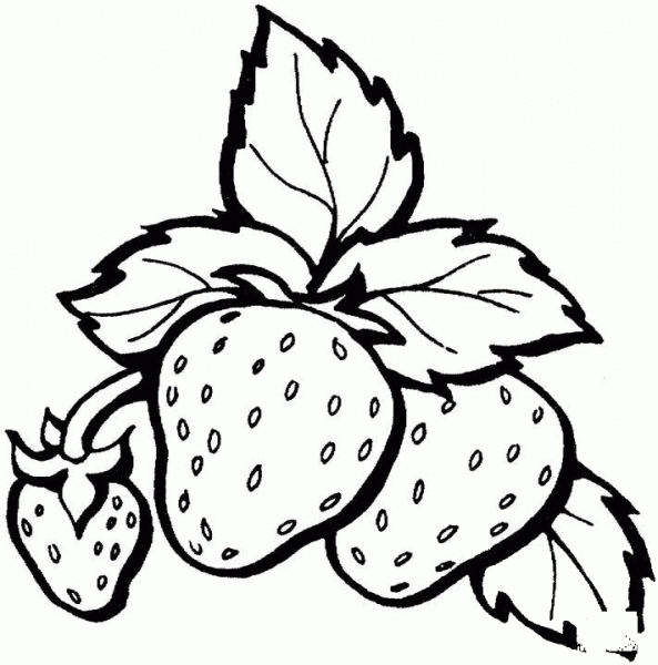 Three Strawberries in One Branch coloring page image