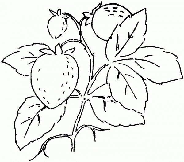 Three Strawberries on the Branch coloring page image