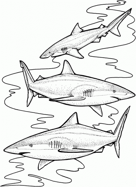 Three Tiger Sharks coloring page image