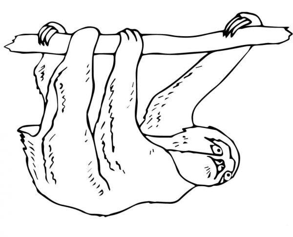 Three Toed Sloth coloring page image