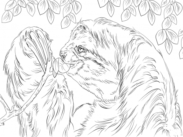 Three Toed Sloth Eating Leaves coloring page image