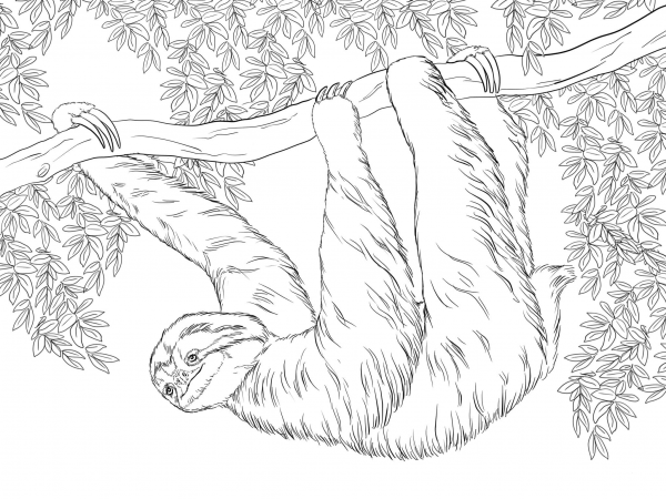 Three Toed Sloth Hanging on Tree coloring page image