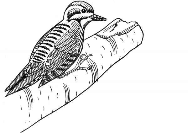 Three-toed woodpecker coloring page image