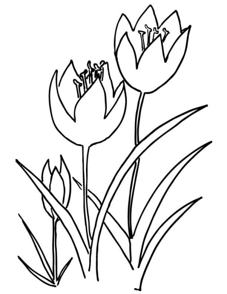 Three Tulips  coloring page image