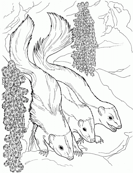 Three Weasels coloring page image