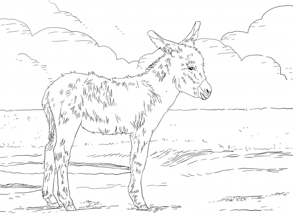 Three Weeks Old Donkey Foal coloring page image