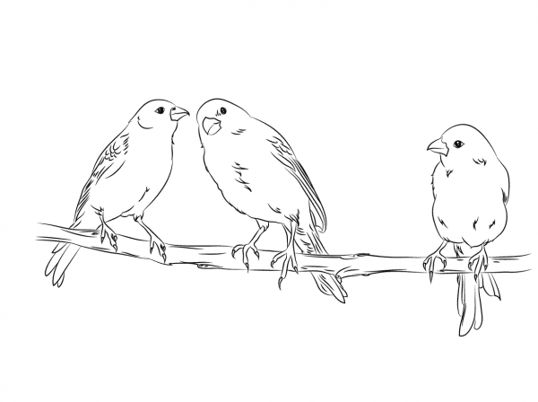 Three Yellow Canaries coloring page image