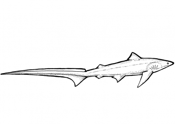 Thresher Shark coloring page image