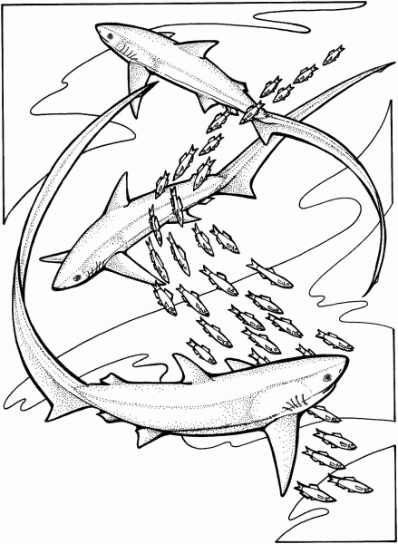 Thresher Sharks coloring page image