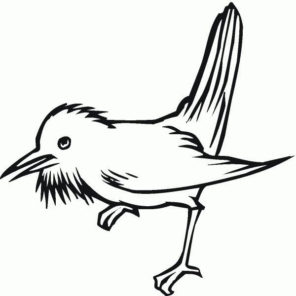 Thrush bird coloring page image