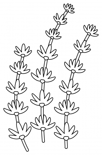 Thyme coloring page image