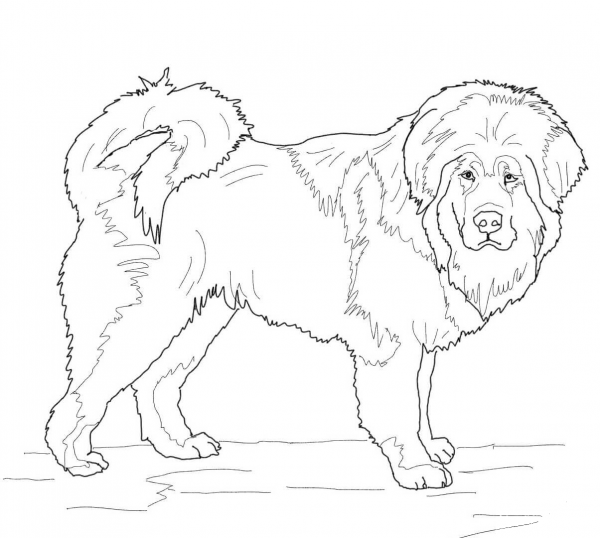 Tibetan Mastiff coloring page image
