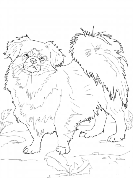 Tibetan Spaniel coloring page image