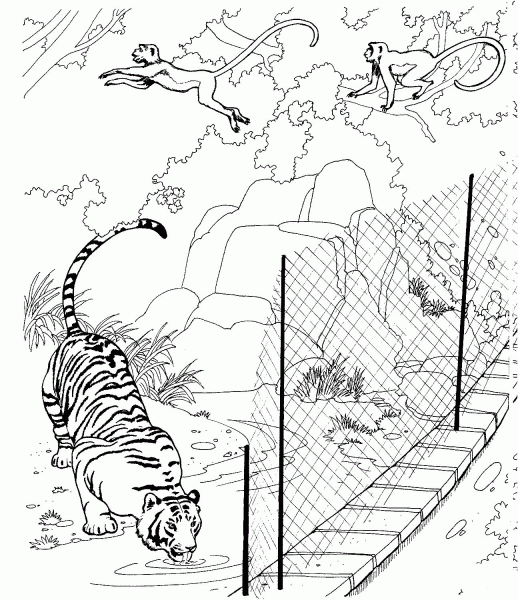 Tiger and Rhesus macaques in a Zoo coloring page image