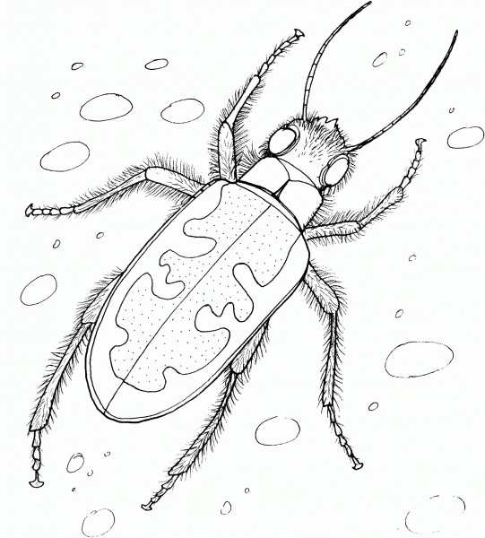 Tiger Beetle coloring page image
