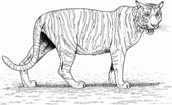 Tiger coloring page image
