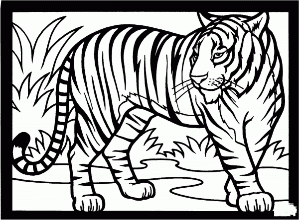 Tiger coloring page image