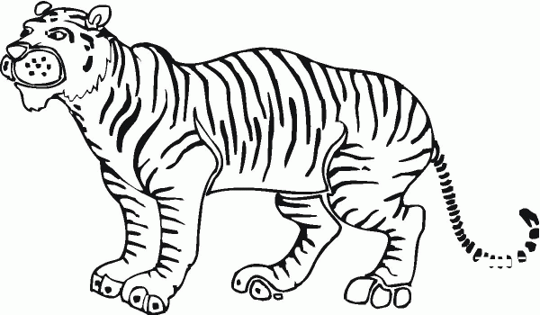 Tiger coloring page image