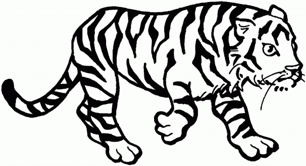 Tiger coloring page image
