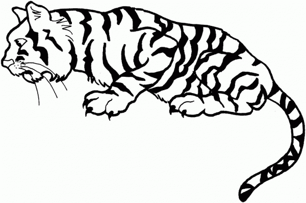 Tiger coloring page image