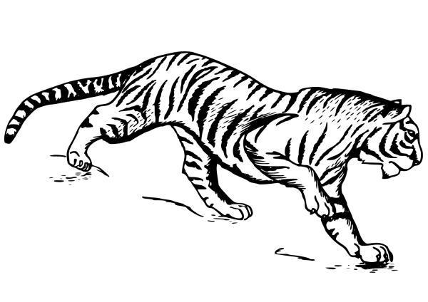 Tiger coloring page image