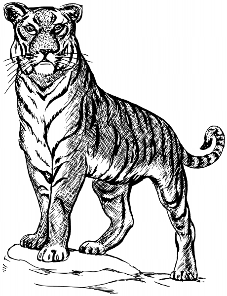 Tiger coloring page image