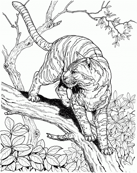 Tiger in a Jungle coloring page image