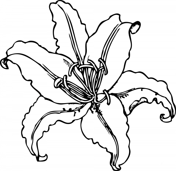 Tiger Lily coloring page image